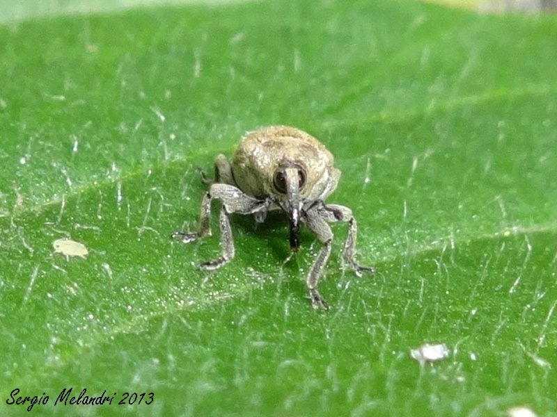 Identificazione - Sibinia pellucens (Curculionidae)